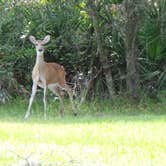 Review photo of Crowley Museum and Nature Center Group Camp by Jeanene A., May 27, 2020