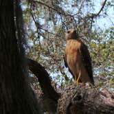 Review photo of Crowley Museum and Nature Center Group Camp by Jeanene A., May 27, 2020