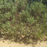 Review photo of C101 Wolf Creek Road Dispersed Camping by Krista Z., October 1, 2017
