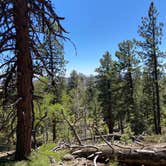 Review photo of Posy Lake Campground by Marisa P., May 28, 2020