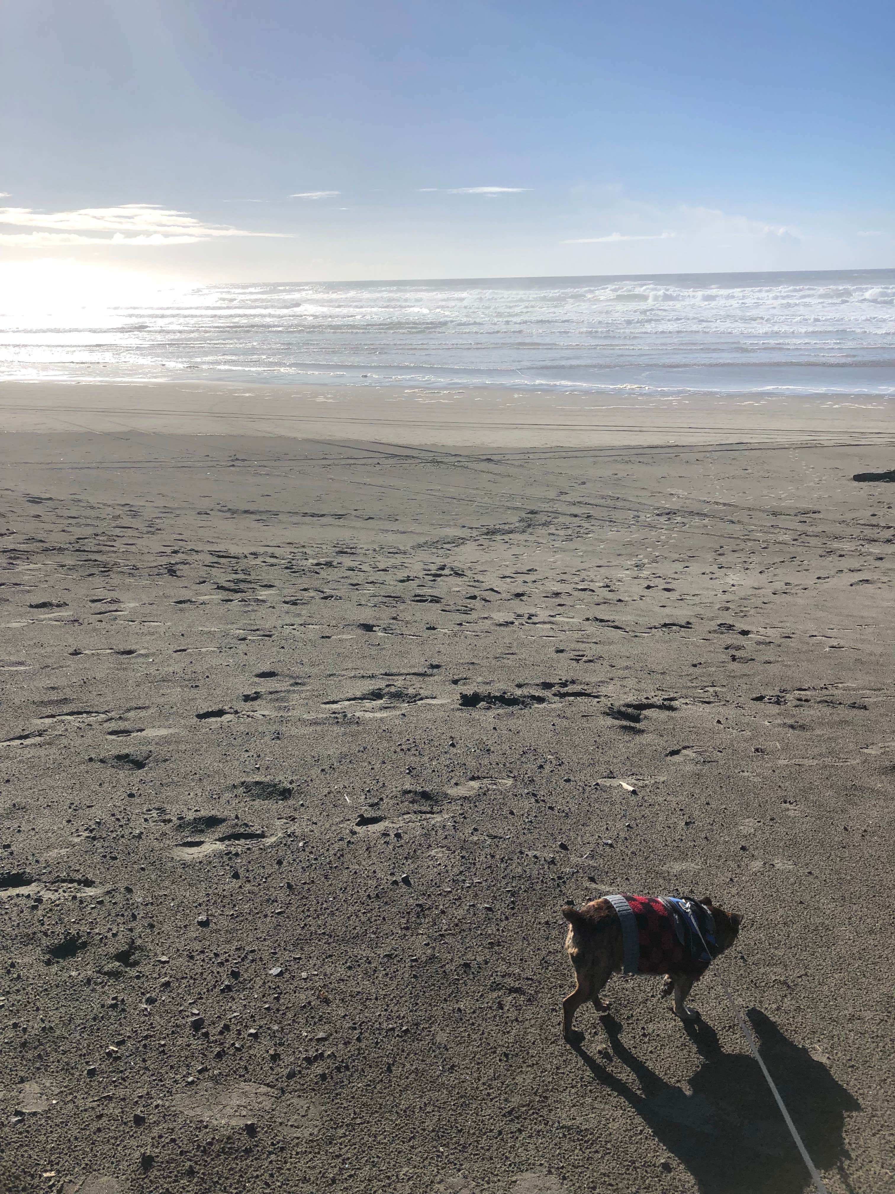 Alicia F.'s photo of camping with pets at Fort Stevens State Park Campground near Astoria, OR