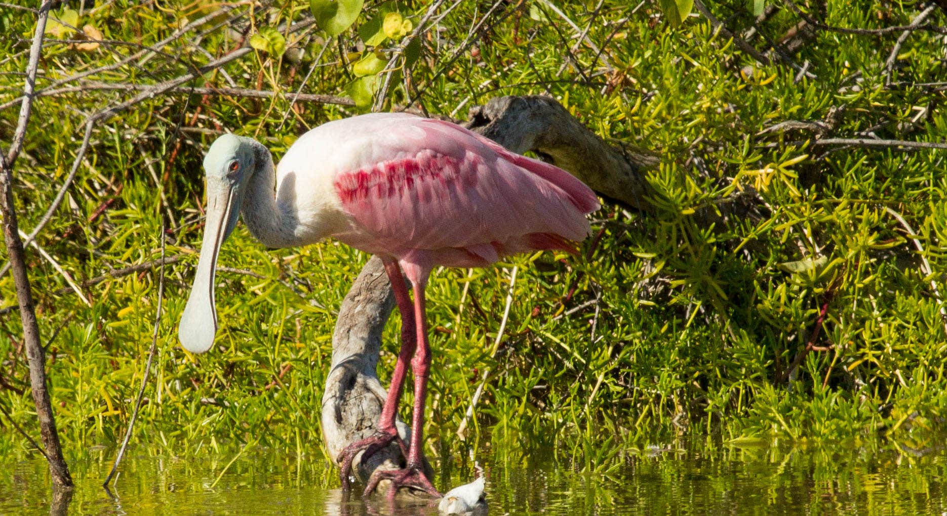 Roseate Spoonbill at the Eco Pond near Flamingo Campground in Everglades National Park