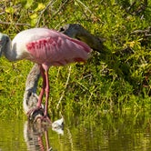 Review photo of Flamingo Campground — Everglades National Park by B M., May 28, 2020