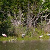 Review photo of Flamingo Campground — Everglades National Park by B M., May 28, 2020