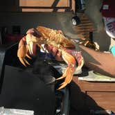 Review photo of Harris Beach State Park Campground by B M., May 28, 2020