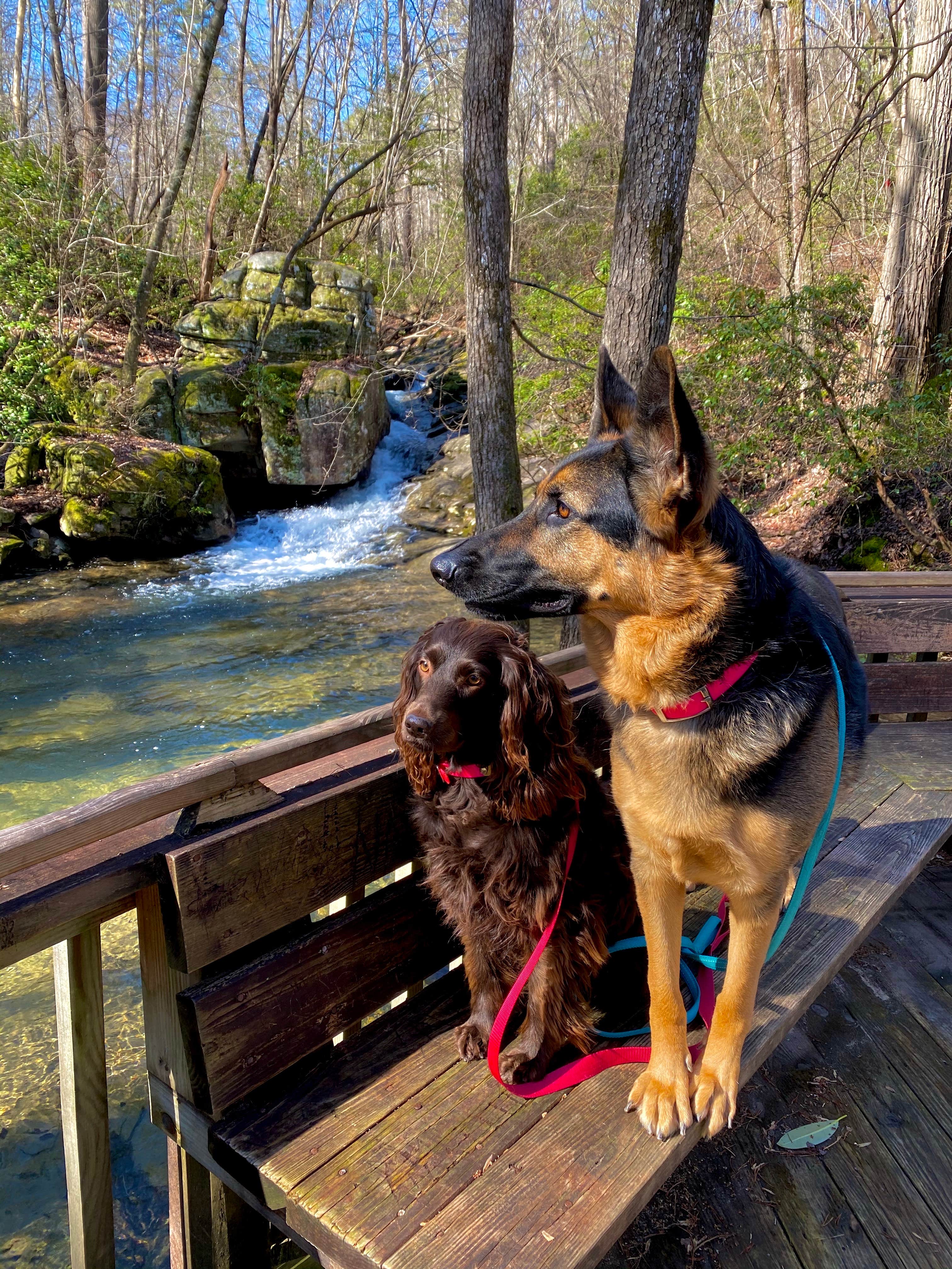 Amber B.'s photo of camping with pets at DeSoto State Park Campground near Rome, GA