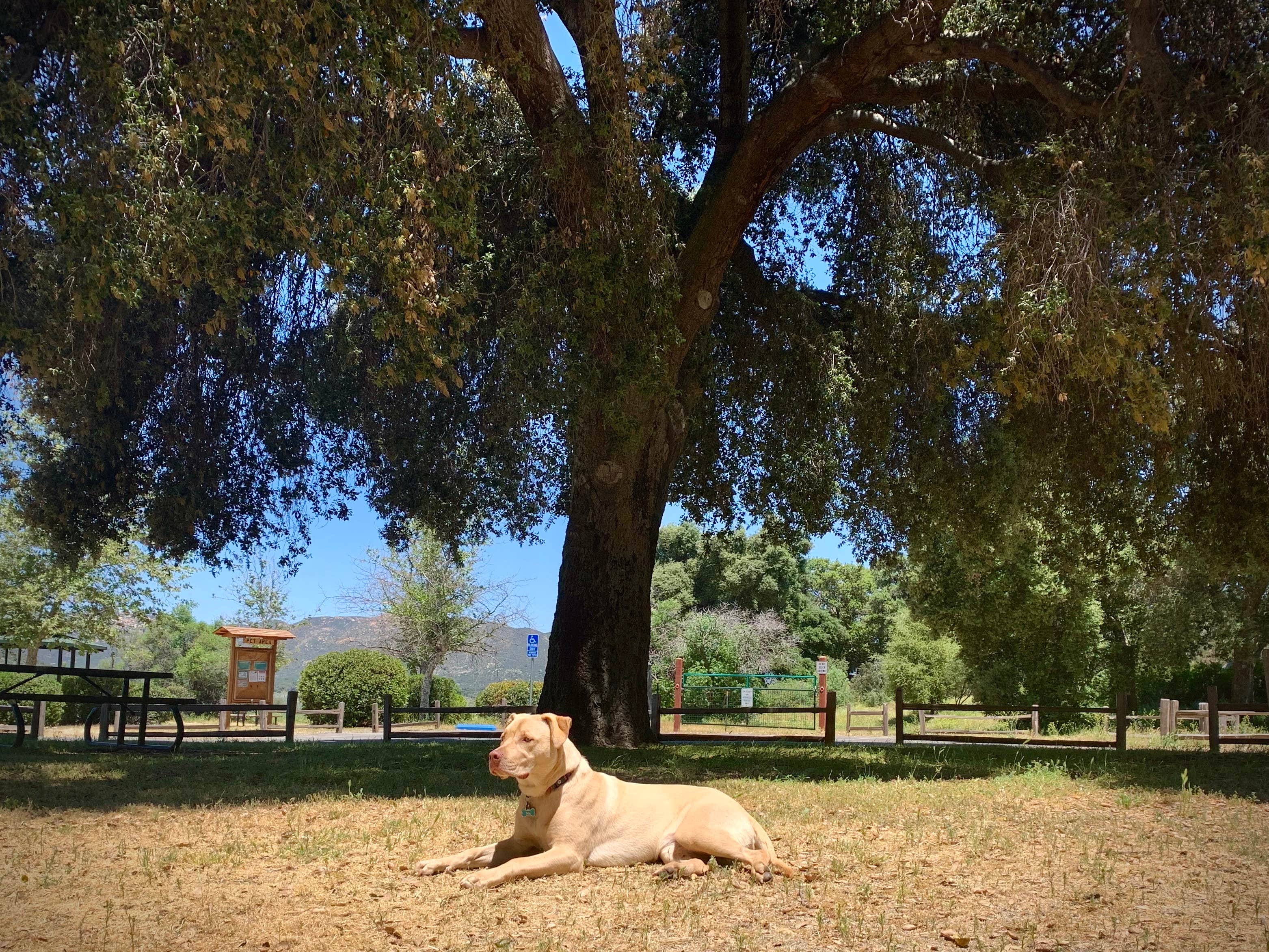 Camper submitted image from San Diego County Lake Morena County Park - 2