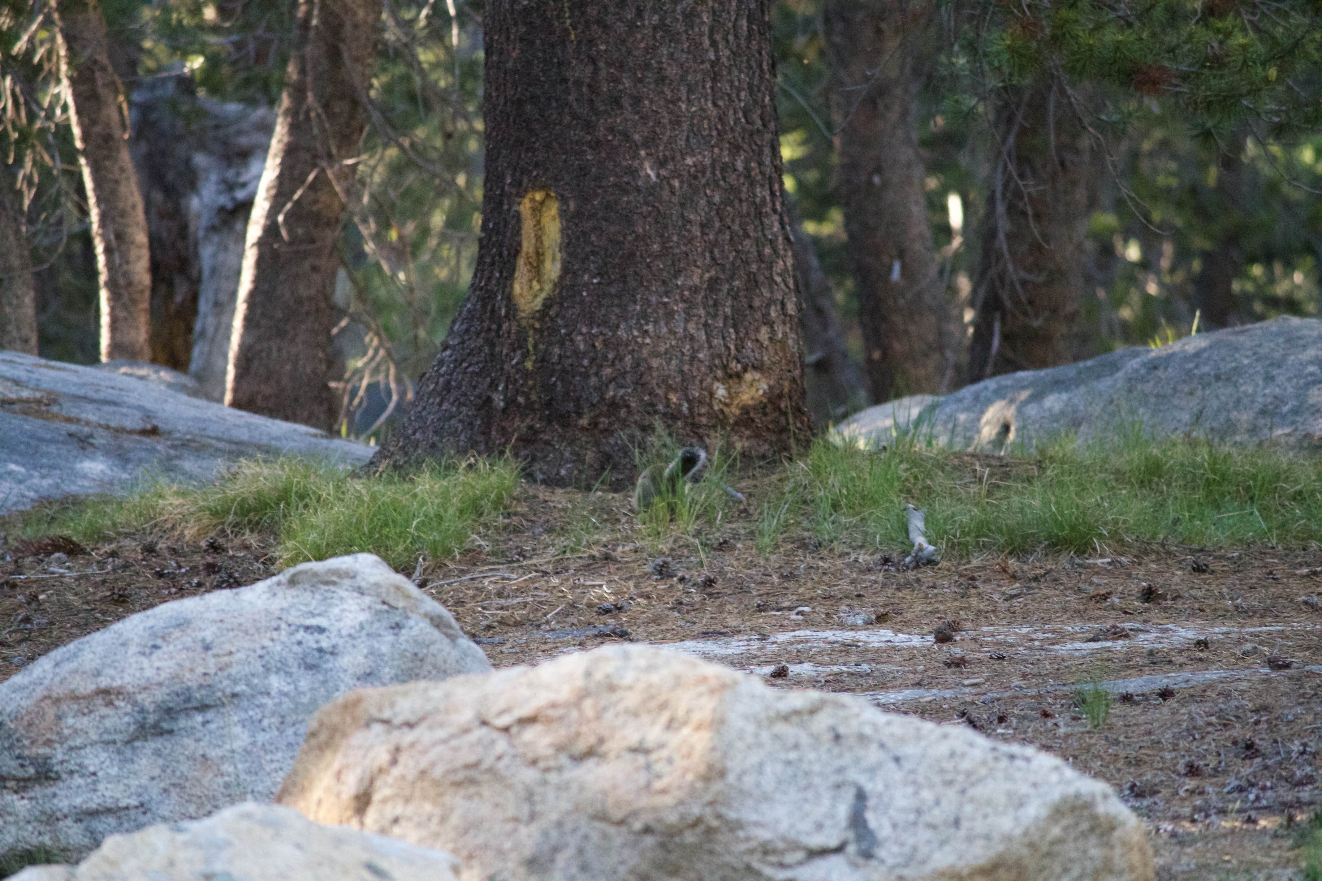 White Wolf Yosemite National Park The Dyrt