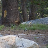 Review photo of White Wolf Campground — Yosemite National Park by Brian K., June 30, 2016