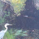 Review photo of Big Lagoon State Park Campground by Amber G., May 28, 2020