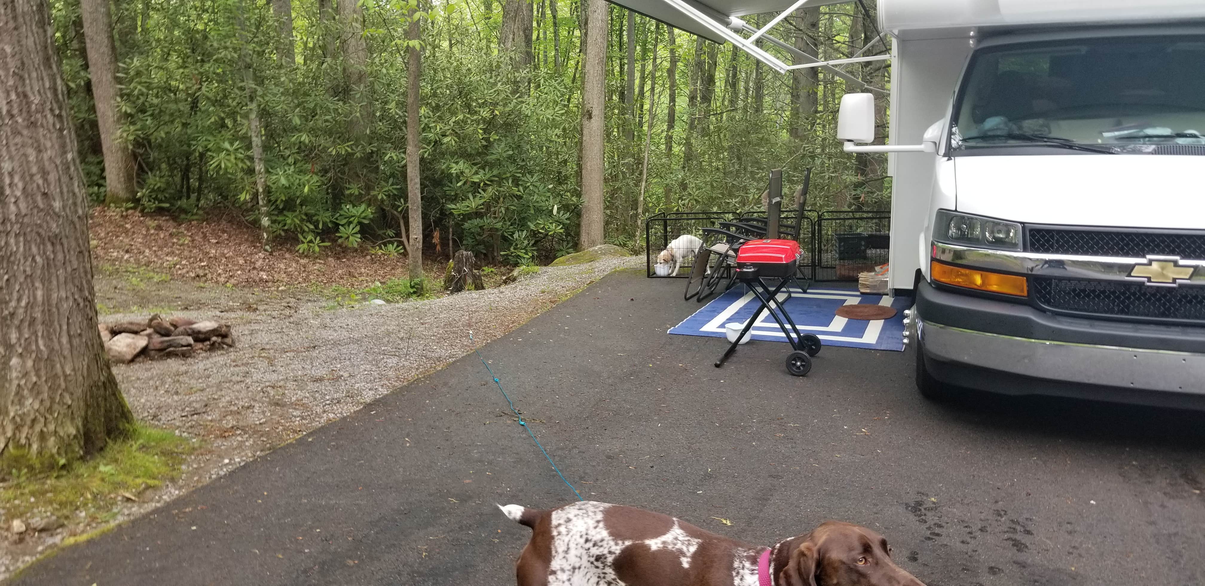 Jan S.'s photo of camping with pets at Roan Mountain State Park Campground near Green Mountain, NC