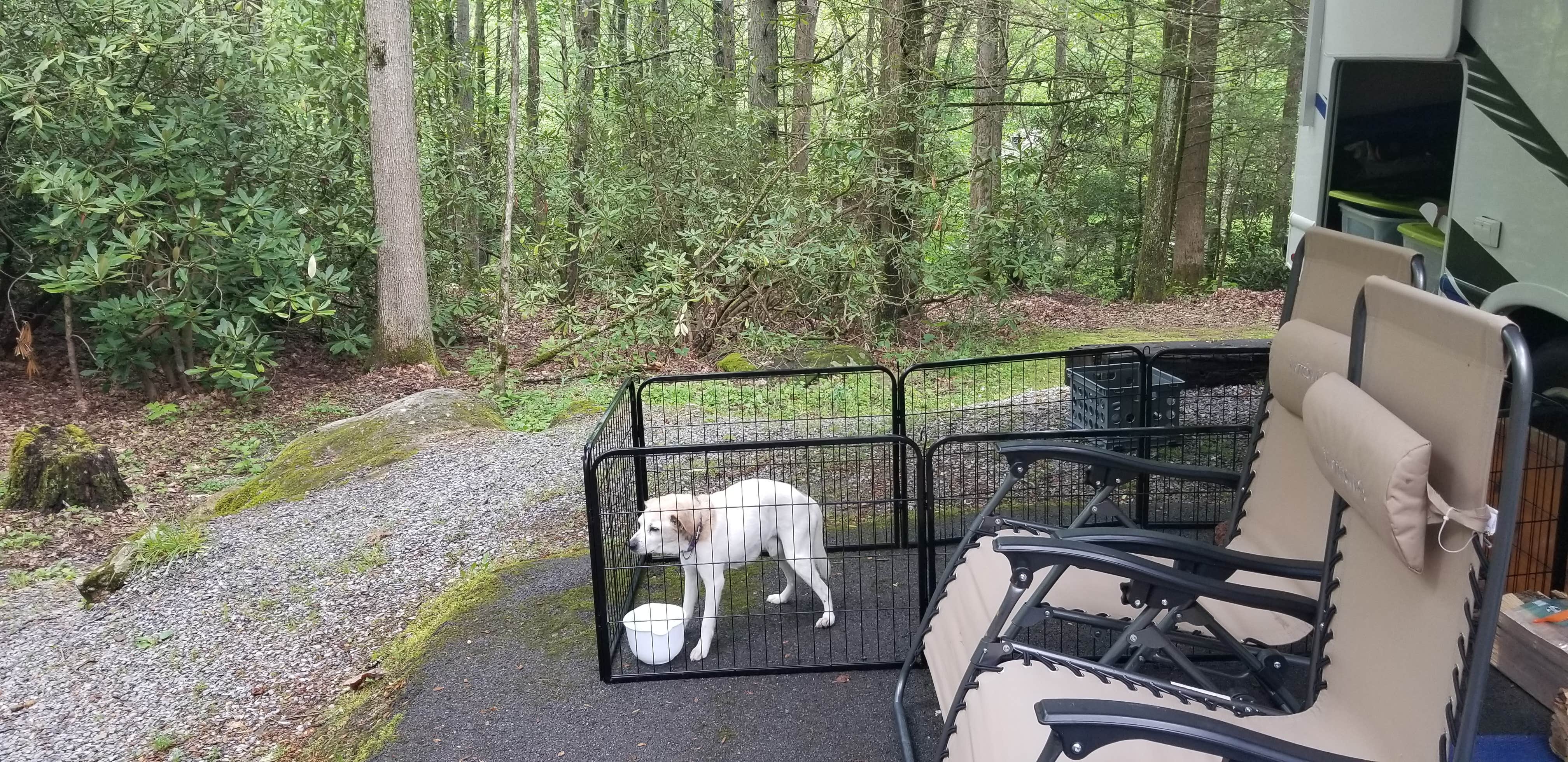 Jan S.'s photo of camping with pets at Roan Mountain State Park Campground near Hampton, TN