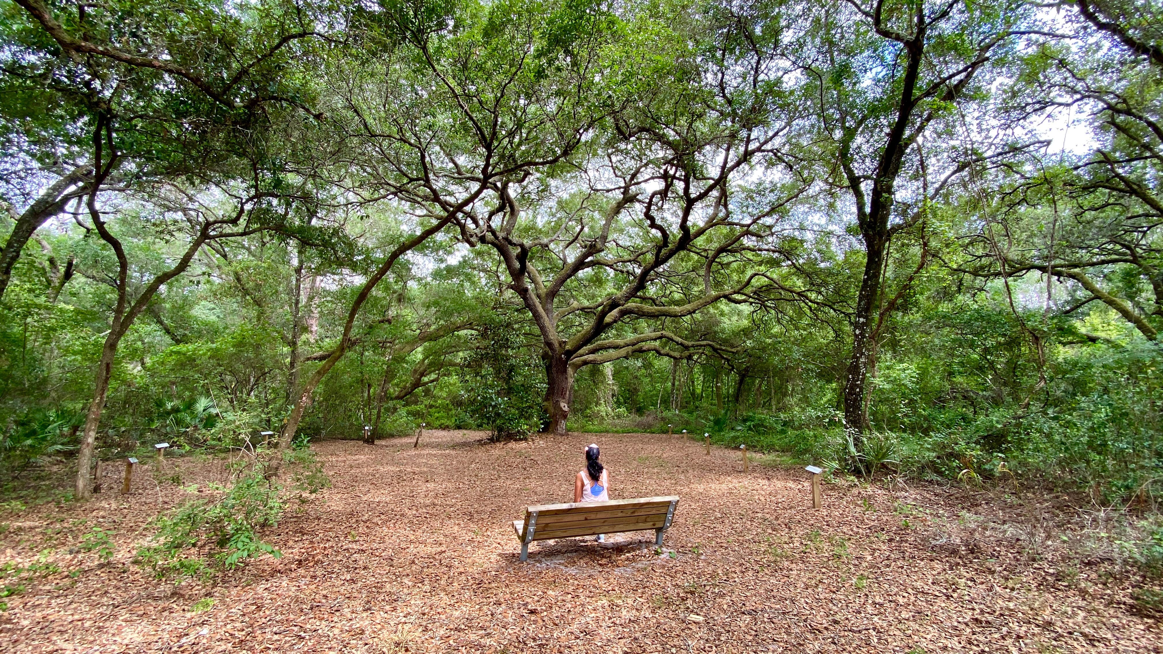 Camper submitted image from Lake Griffin State Park Campground - 5