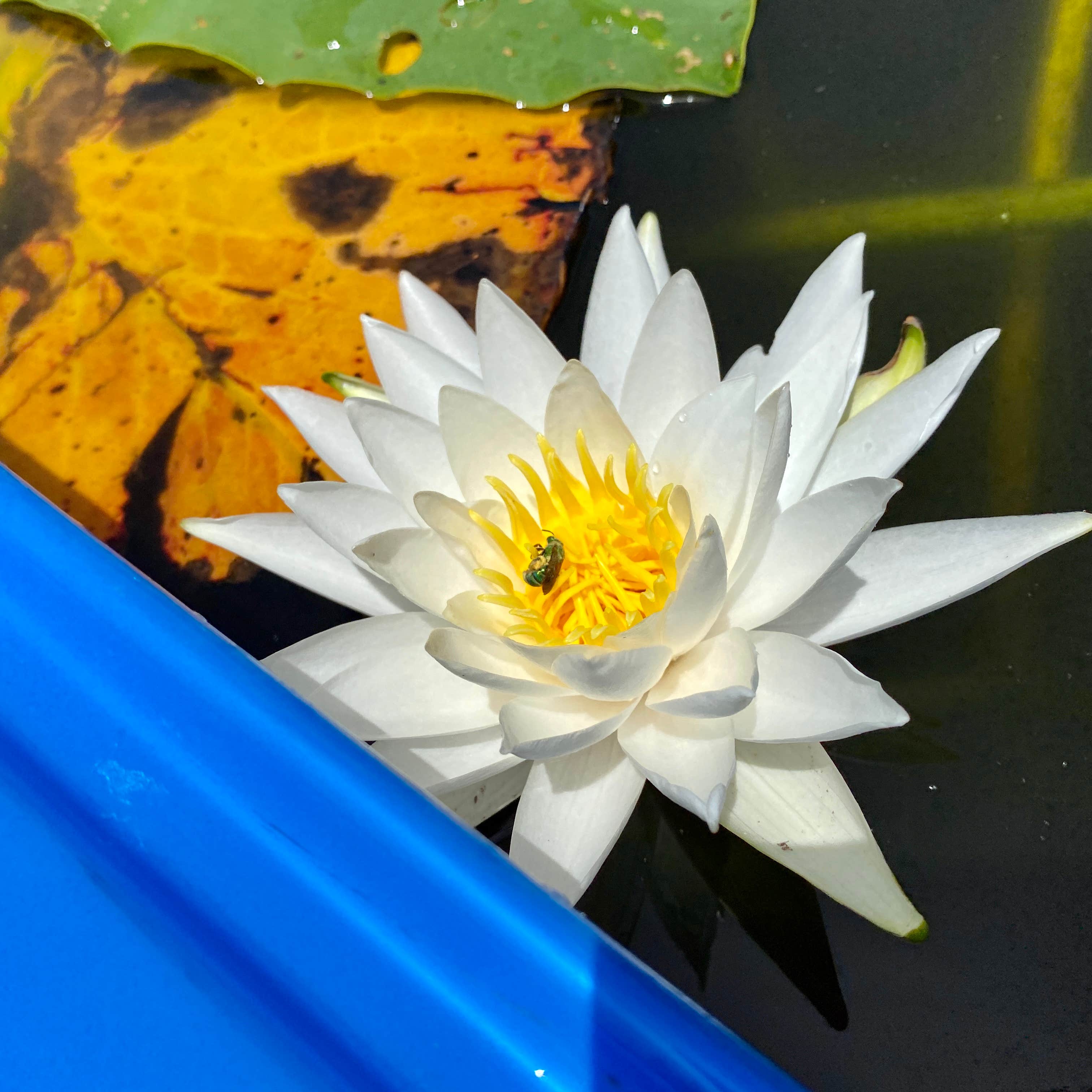 Camper-submitted photo at Lake Griffin State Park Campground near Inverness, FL