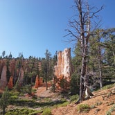 Review photo of Dixie National Forest King Creek Group Site by Rachael A., May 28, 2020