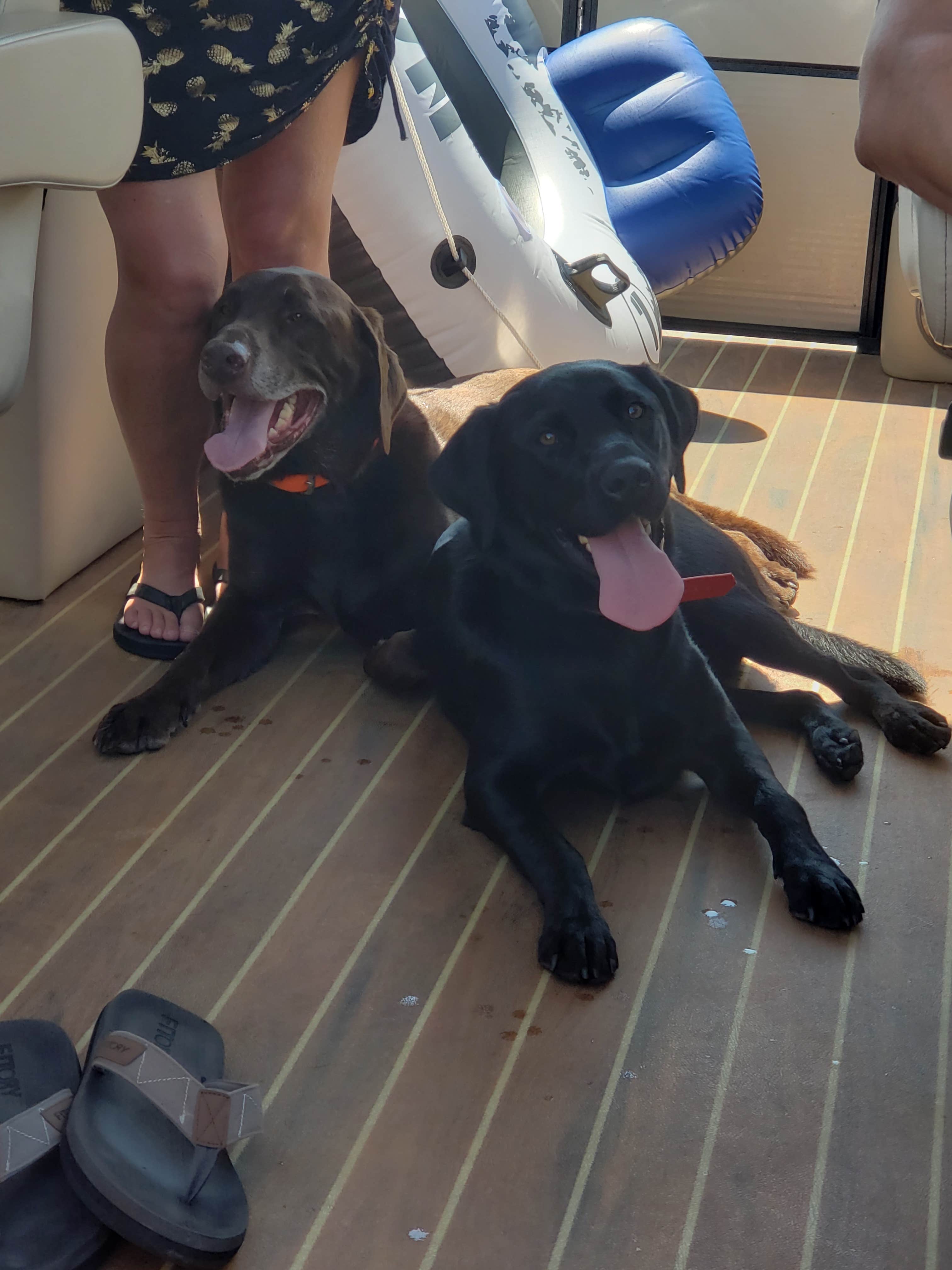 April L.'s photo of camping with pets at Anchor Down RV Resort near Rutledge, TN