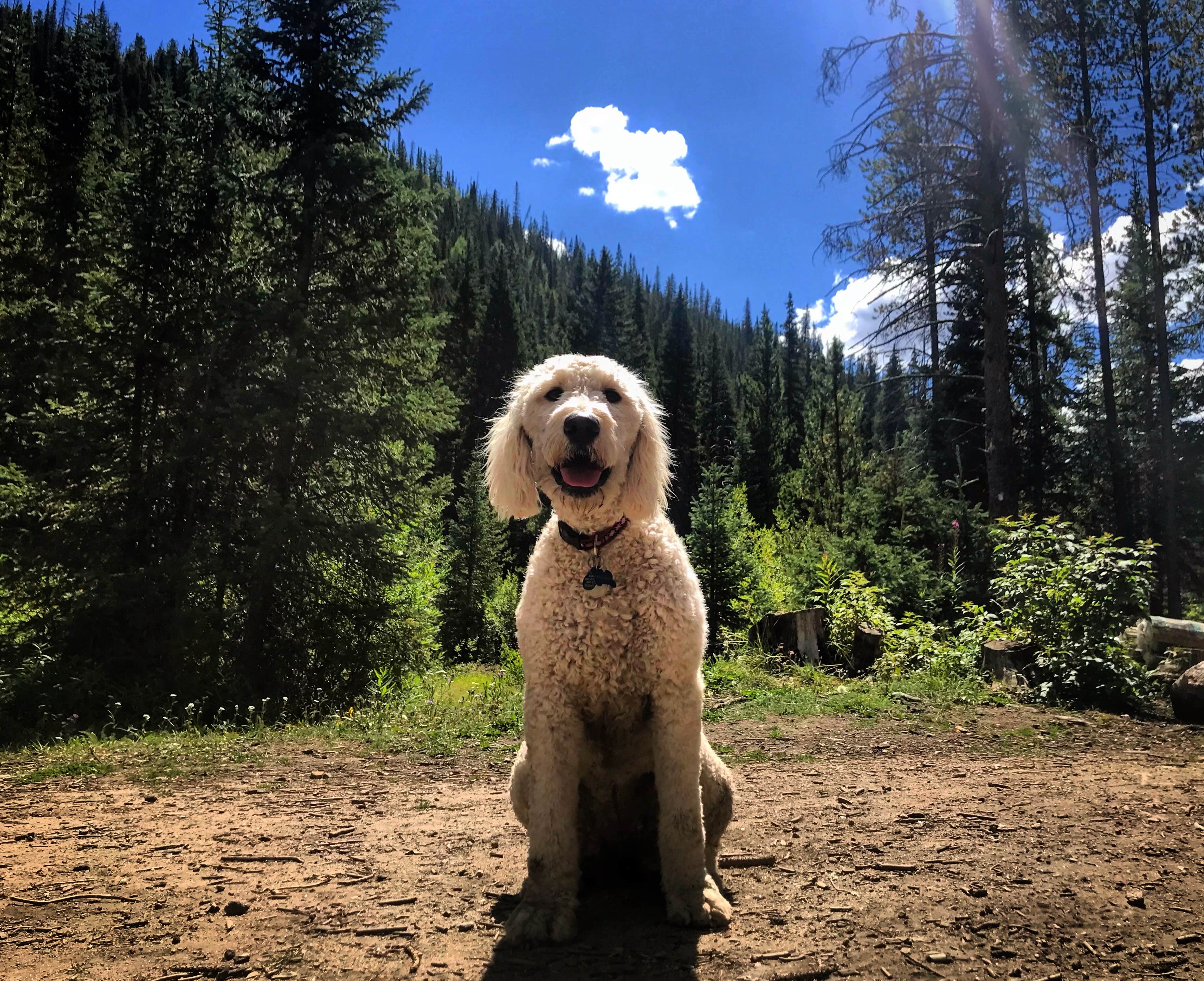 Ben B.'s photo of camping with pets at Vasquez Ridge near Silver Plume, CO