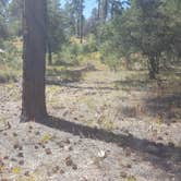 Review photo of FDR51 Potts Creek Road Dispersed Camping by Krista Z., October 1, 2017
