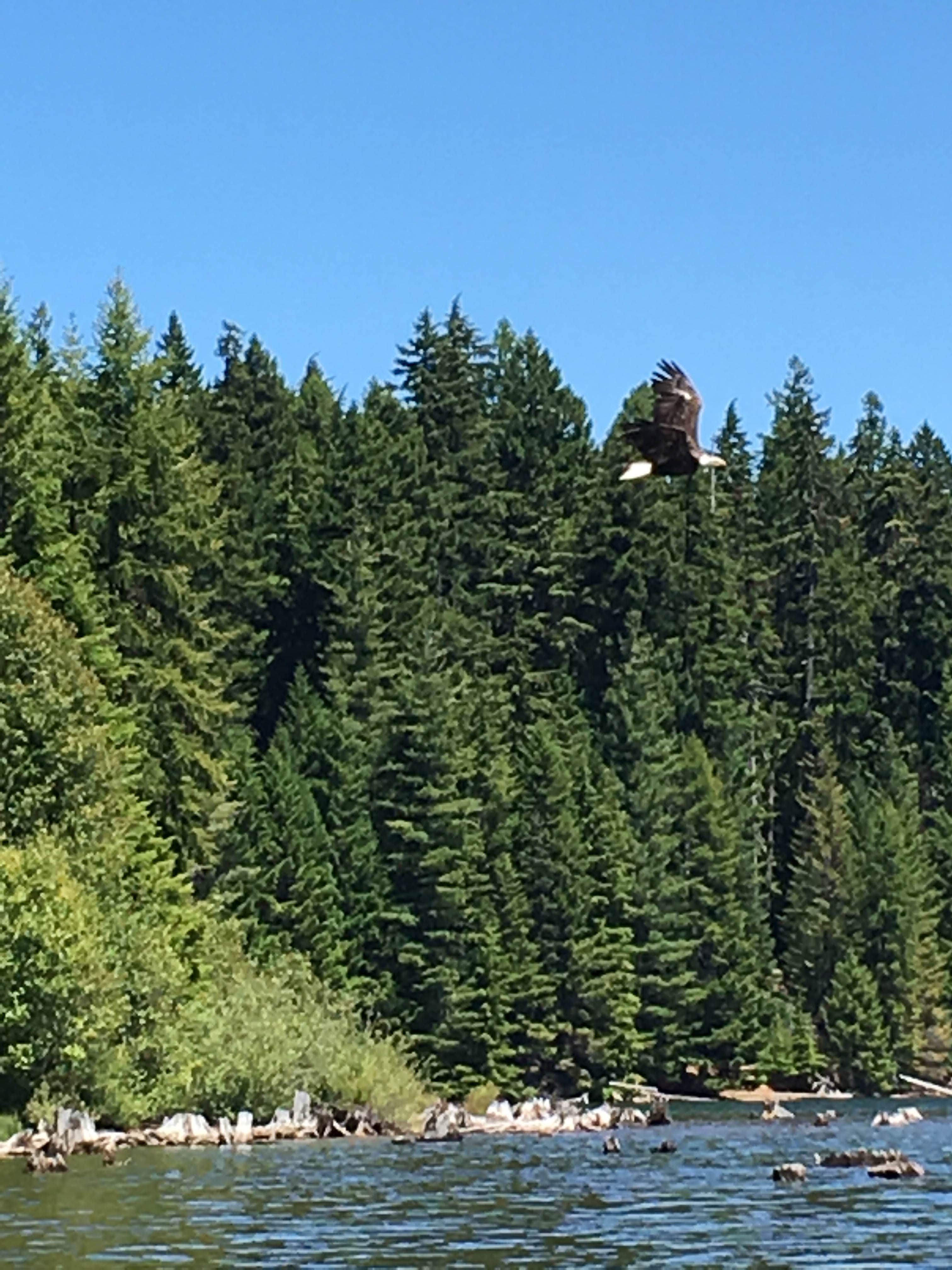 Camper submitted image from Spring Drive RV Campground - 3