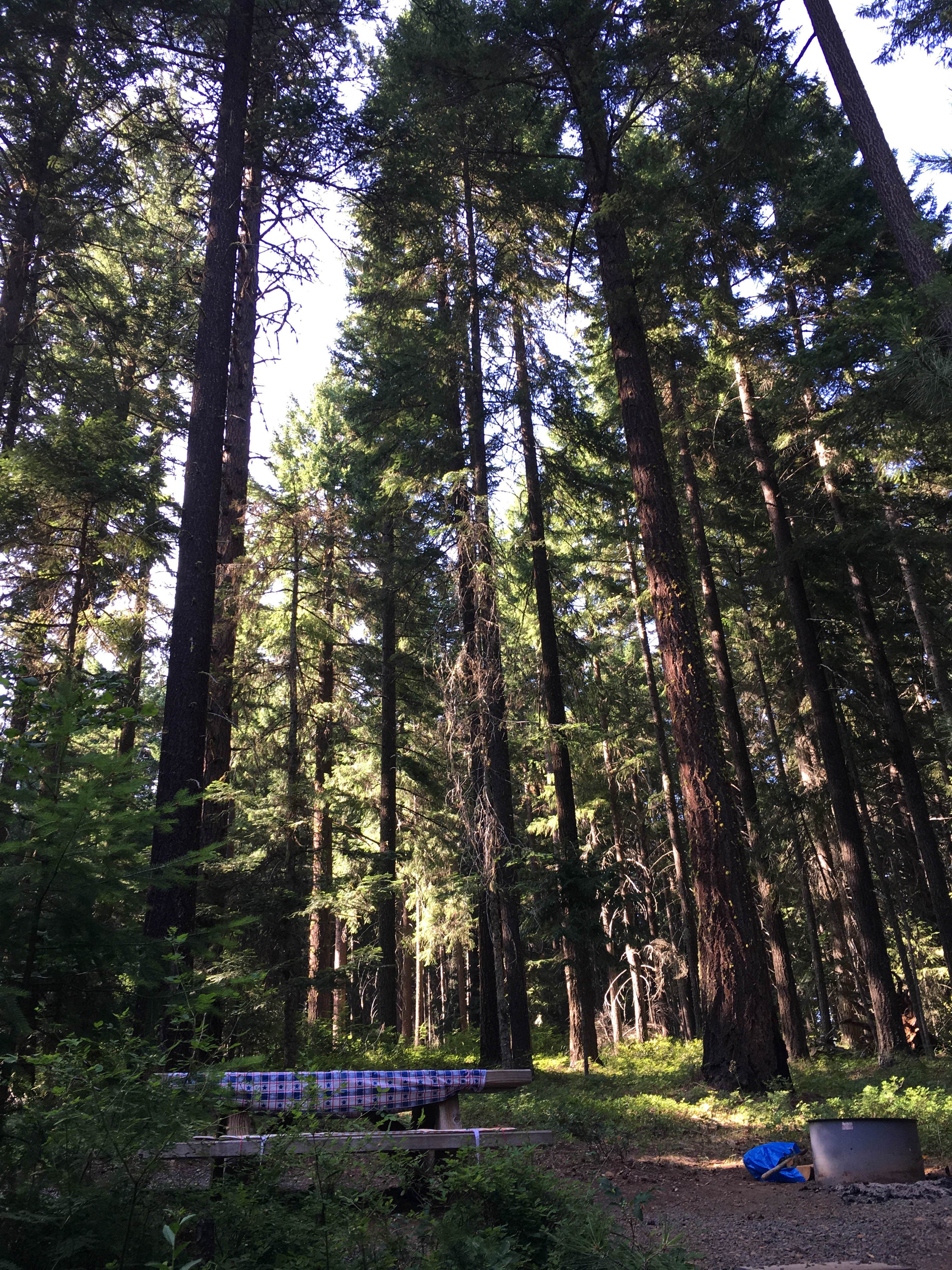 Camper-submitted photo at Spring Drive RV Campground near Moro, OR