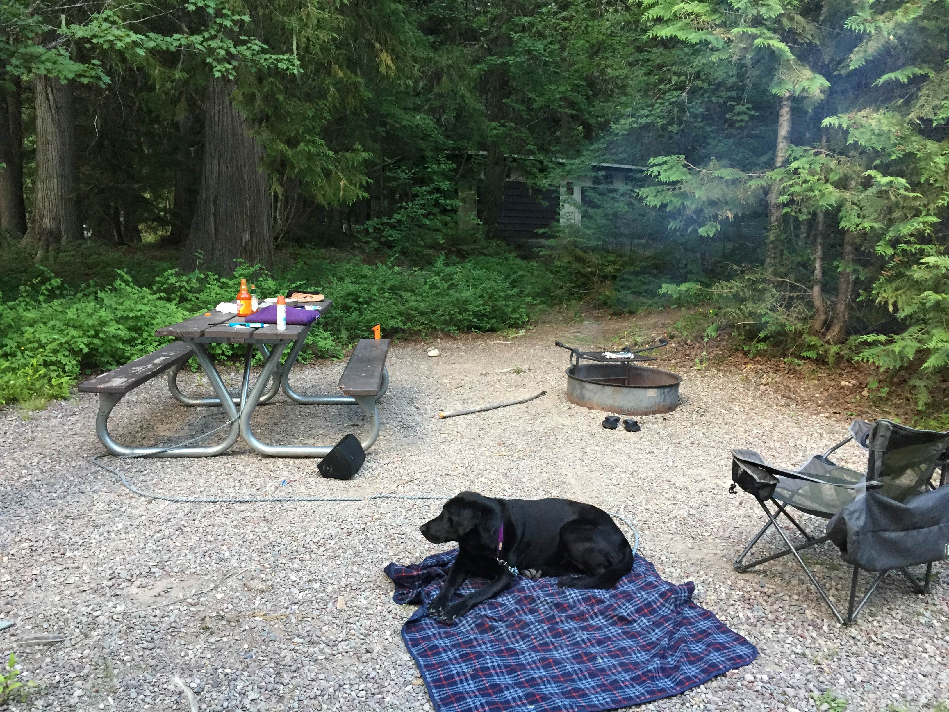Dawn G.'s photo of camping with pets at Avalanche Campground — Glacier National Park near Babb, MT
