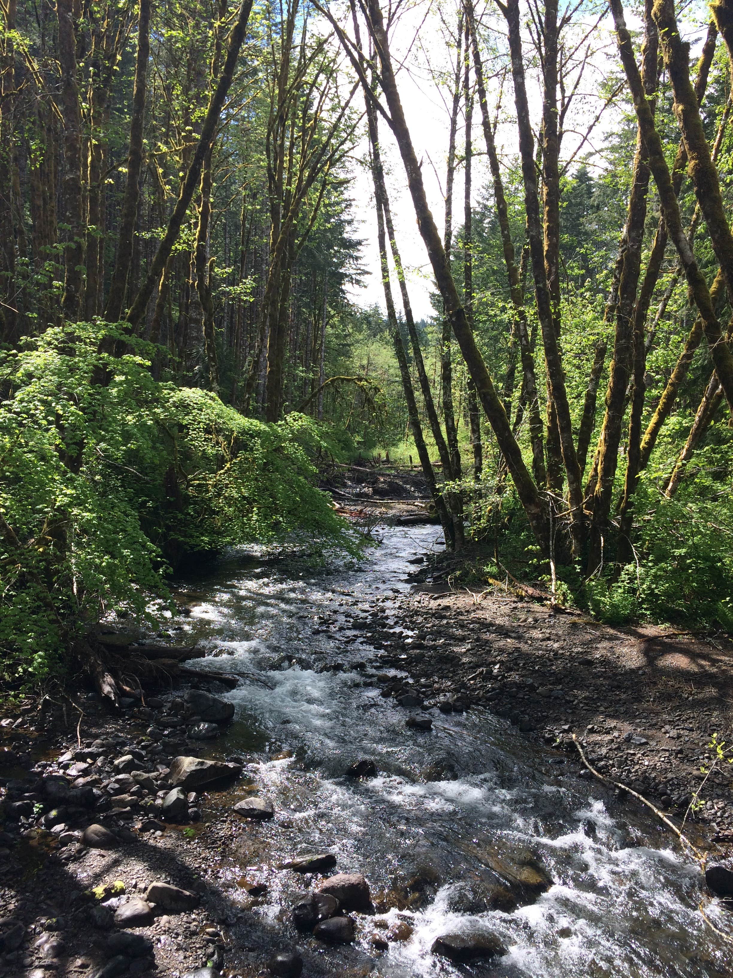 Camper-submitted photo at Gales Creek Campground near Hillsboro, OR