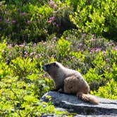 Review photo of Alder Lake Park by B M., May 29, 2020