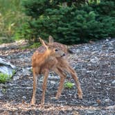 Review photo of Alder Lake Park by B M., May 29, 2020