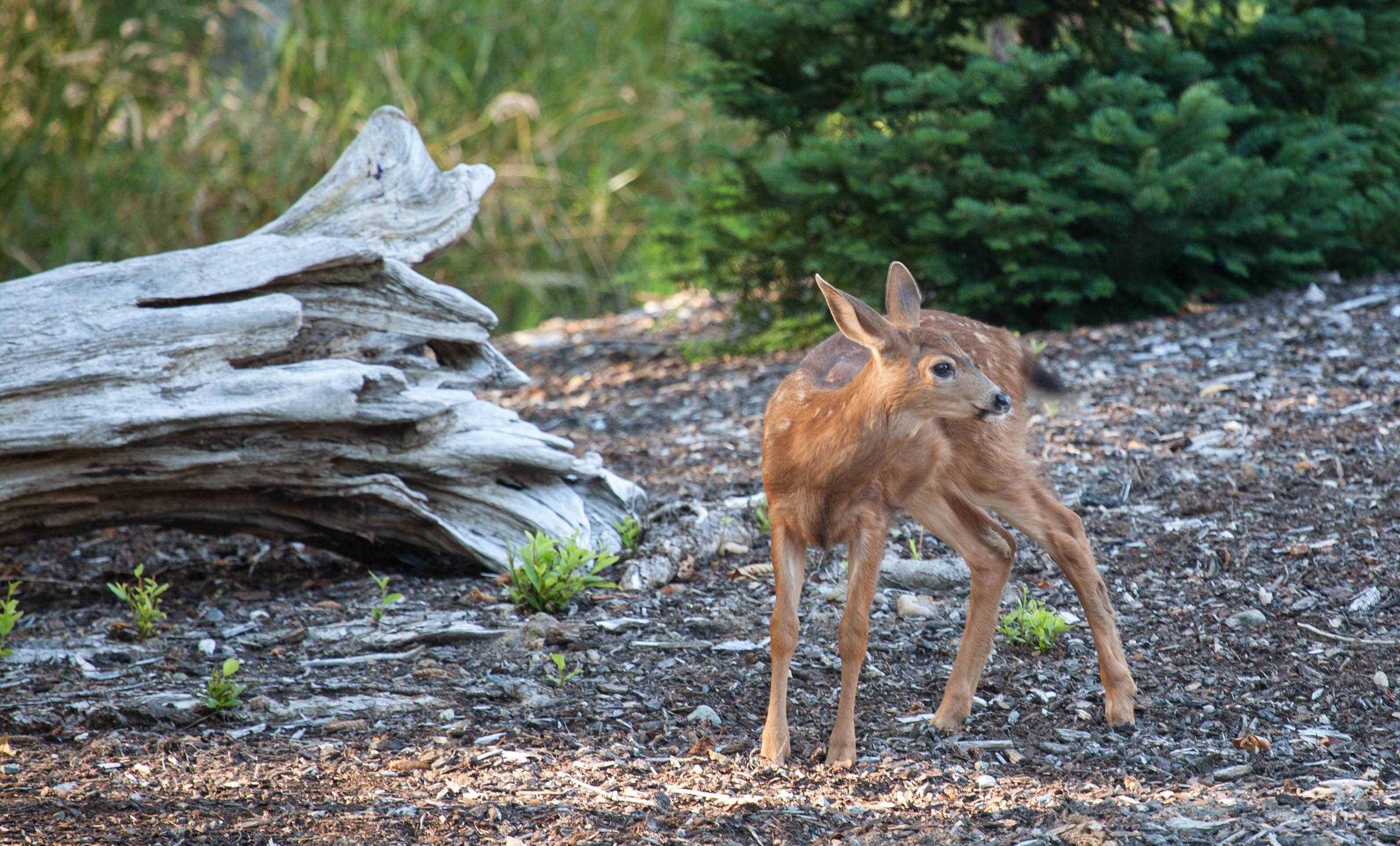 Baby Deer in the campground