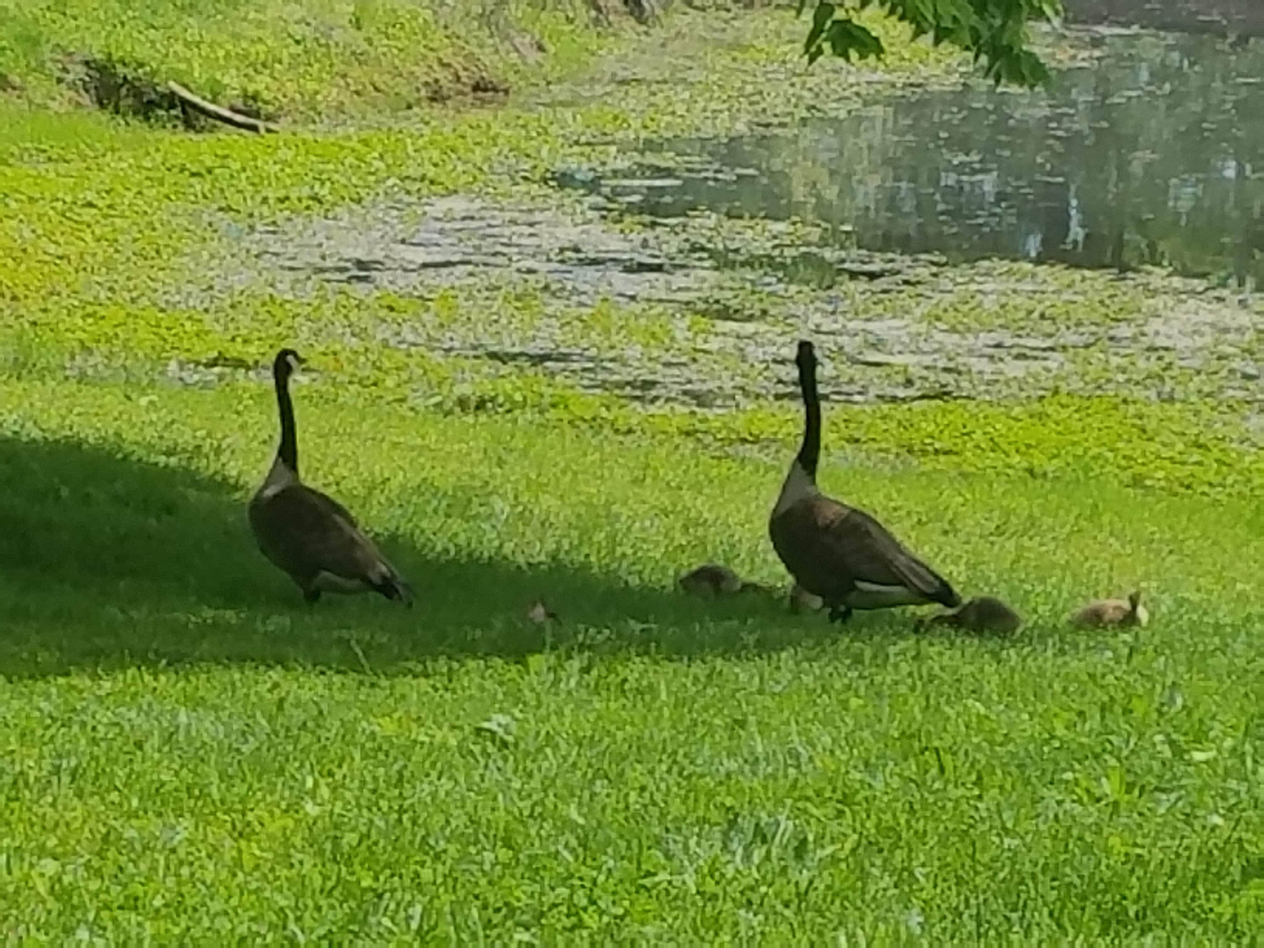 Camper-submitted photo at Countryside Escape near St. Ann, MO