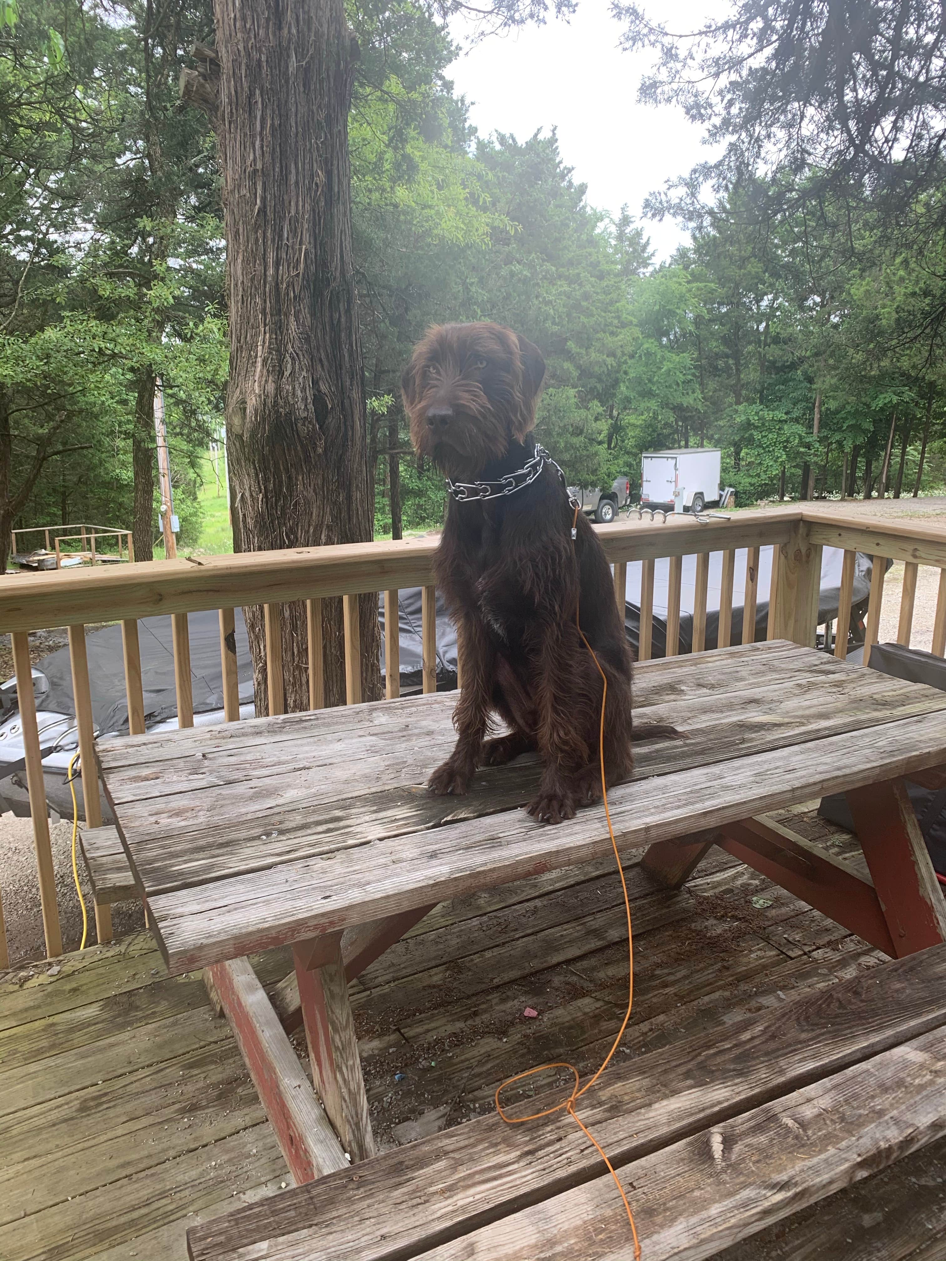 Katy R.'s photo of camping with pets at Lakeview Campground near Lampe, MO