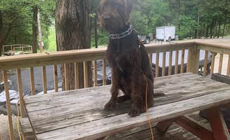 Katy R.'s photo of camping with pets at Lakeview Campground near Reeds Spring, MO