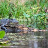 Review photo of Silver Springs State Park Campground by Perry J., May 29, 2020