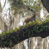 Review photo of Silver Springs State Park Campground by Perry J., May 29, 2020