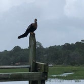 Review photo of Huntington Beach State Park Campground by Nita D., May 27, 2020