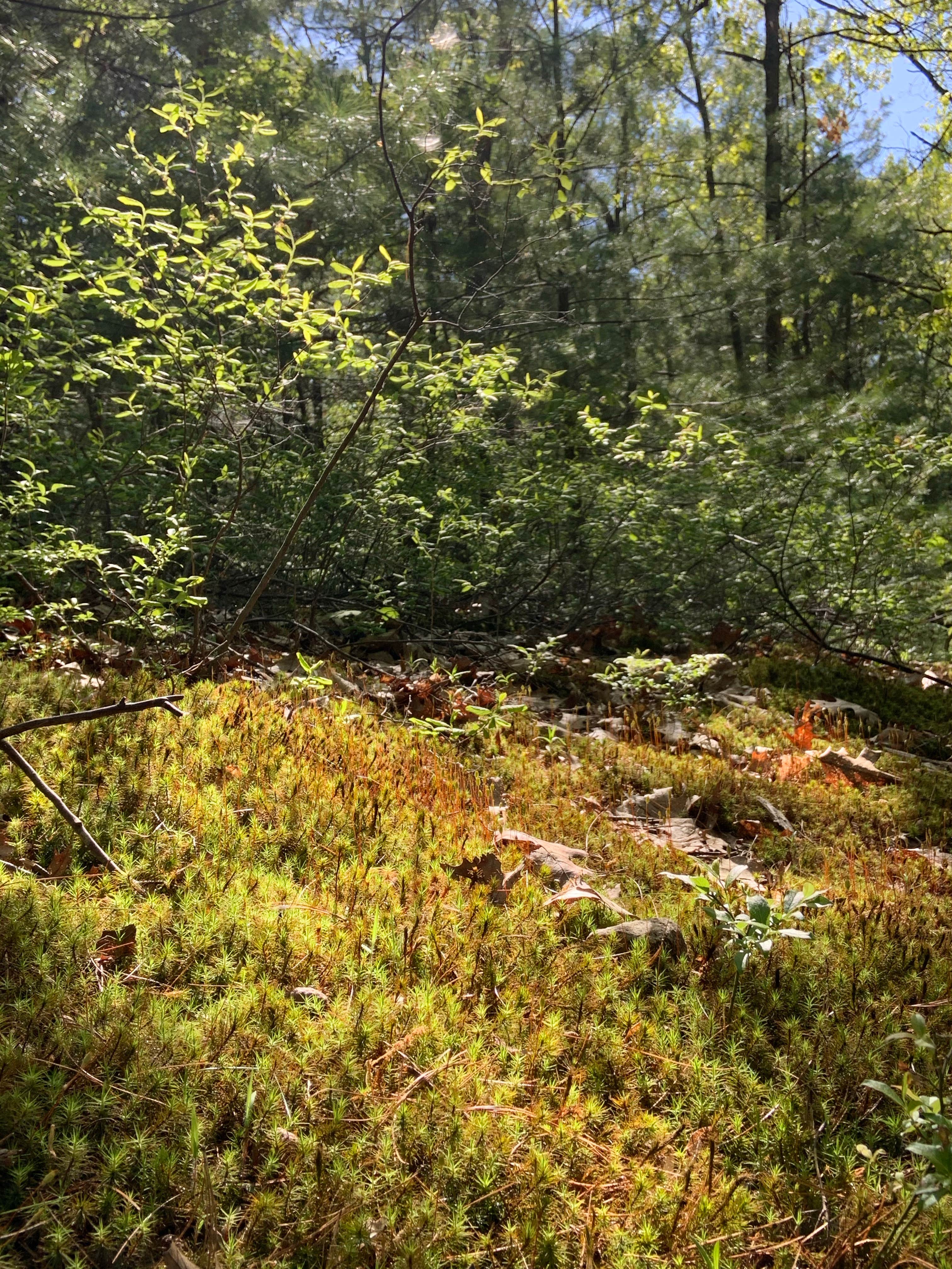 Camper-submitted photo at Camp Nihan Education Center near Chelsea, MA