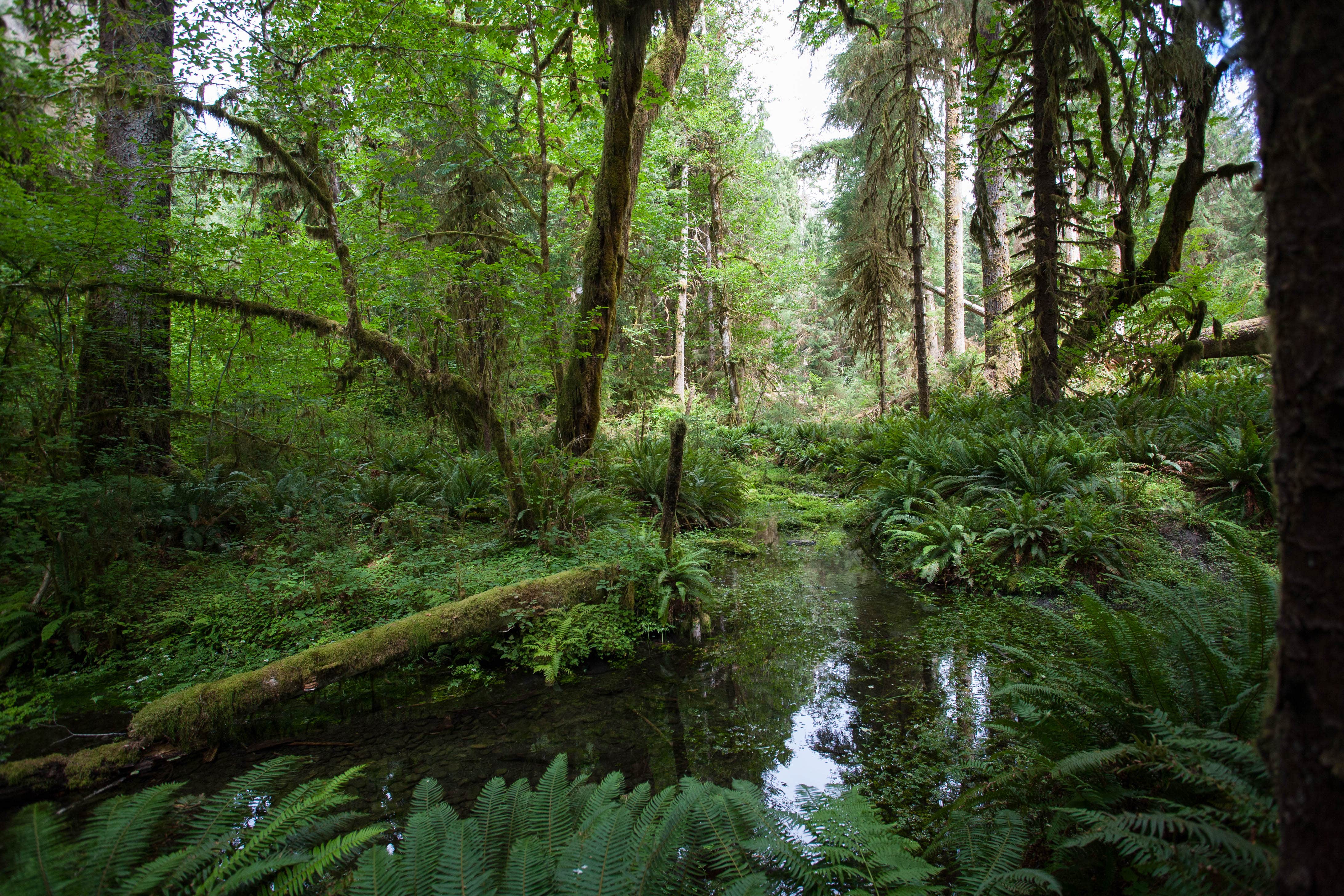 Camper-submitted photo at Bogachiel State Park Campground near Sekiu, WA