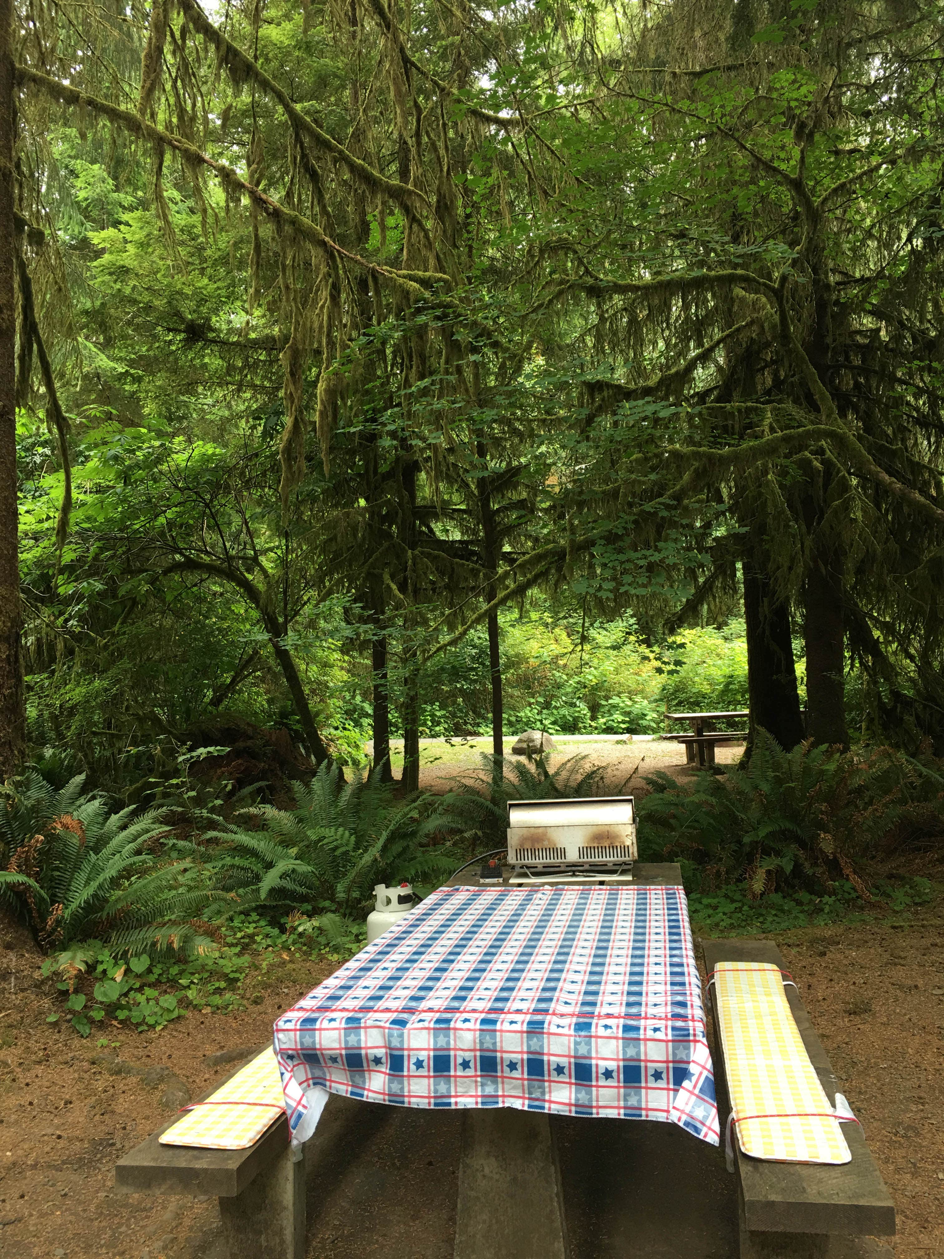 Camper submitted image from Bogachiel State Park Campground - 4