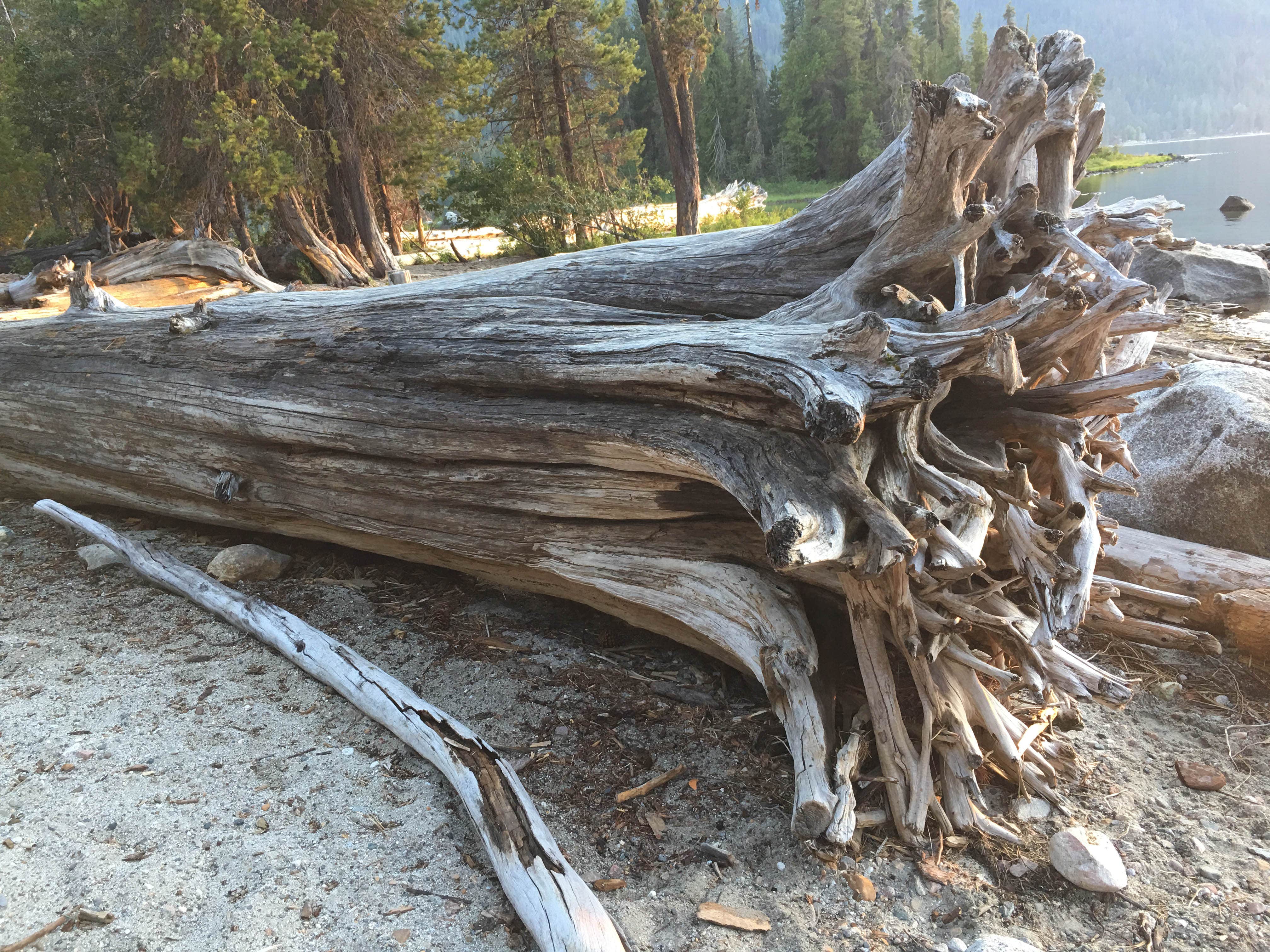 Camper-submitted photo at Lake Wenatchee State Park Campground in Washington
