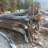 Review photo of Lake Wenatchee State Park Campground by B M., May 29, 2020