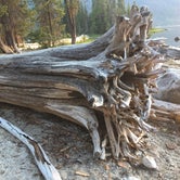 Review photo of Lake Wenatchee State Park Campground by B M., May 29, 2020