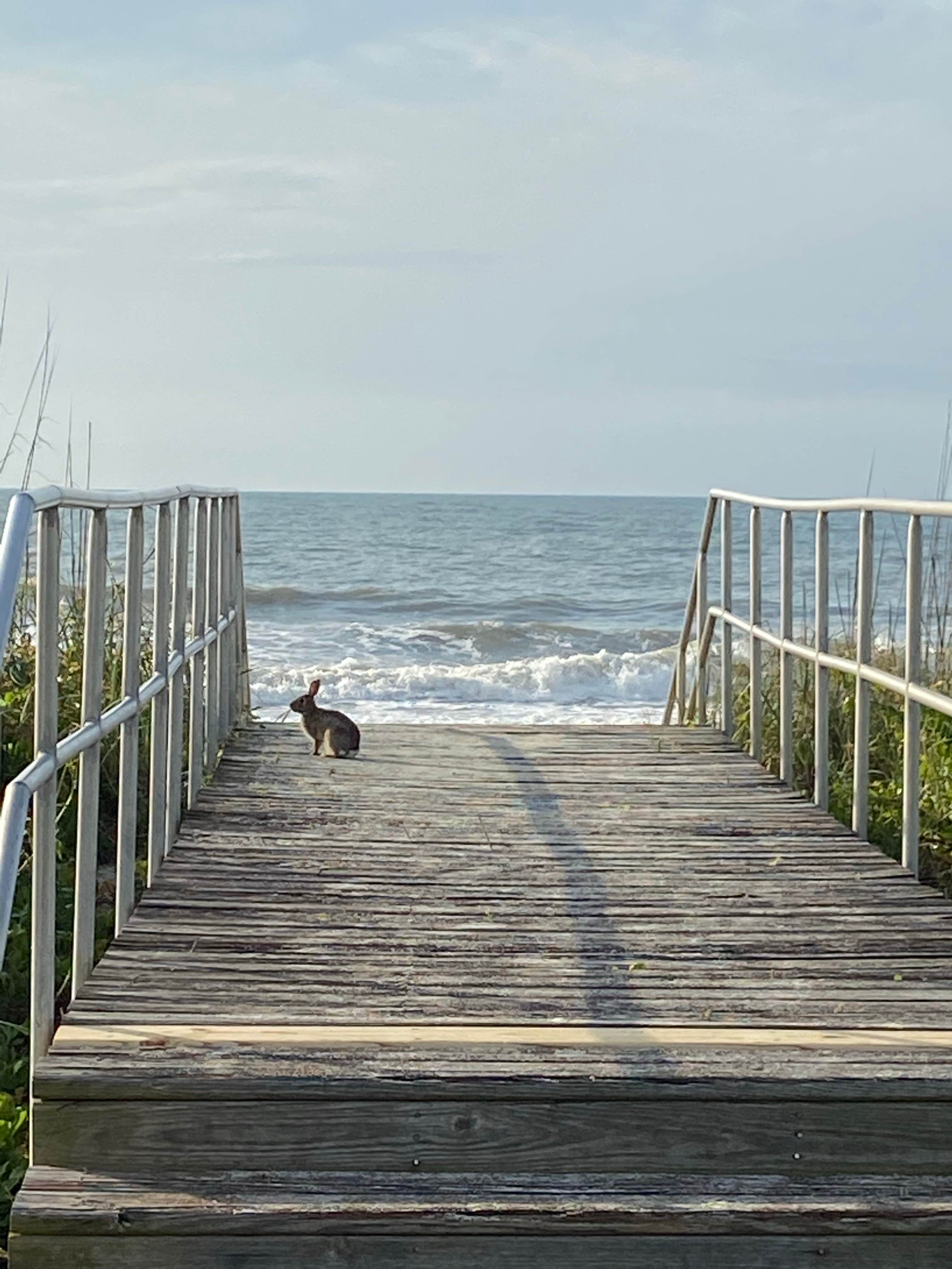 Zach H.'s photo of camping with pets at Myrtle Beach State Park Campground near Conway, SC