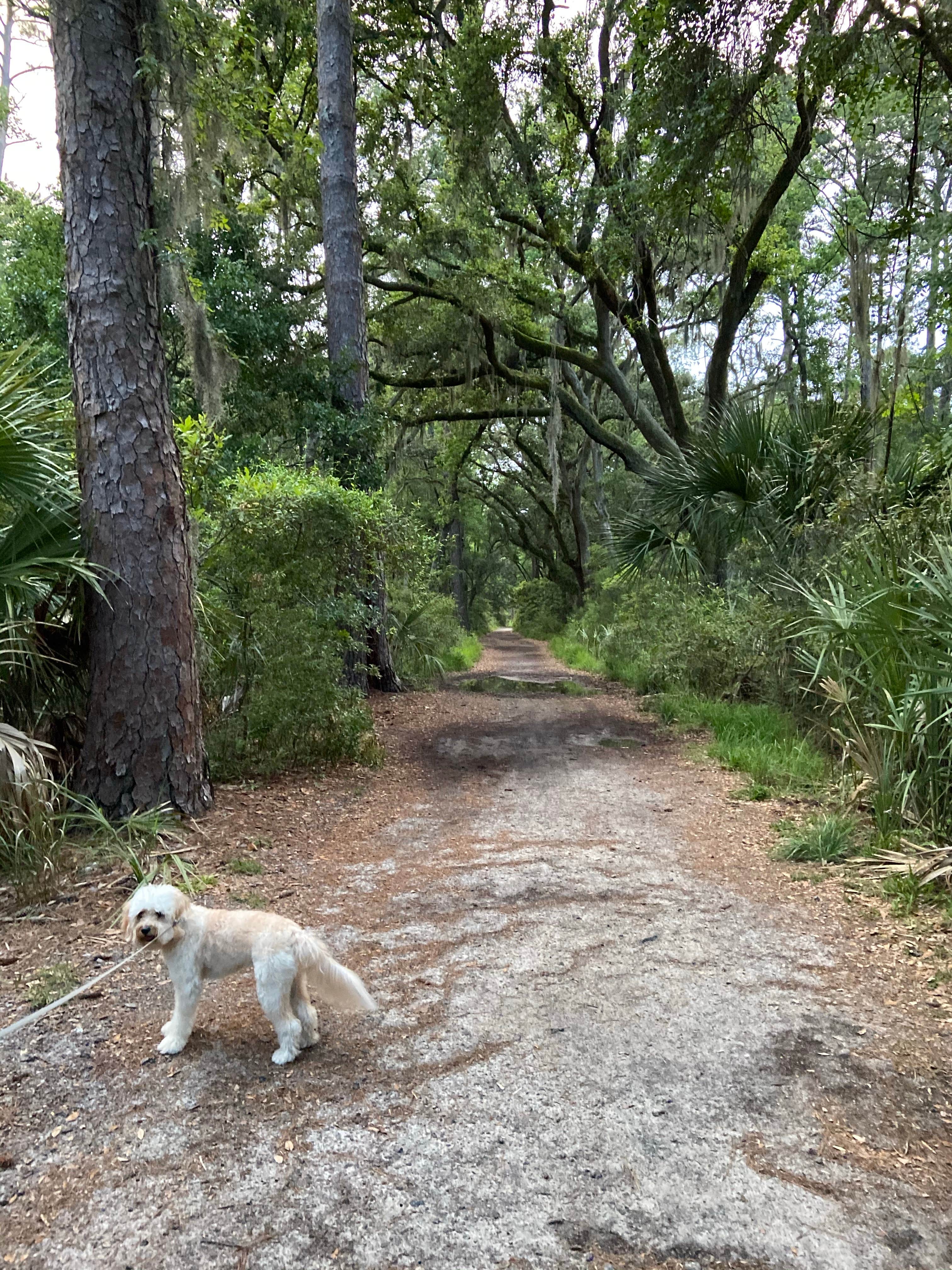 Zach H.'s photo of camping with pets at Skidaway Island State Park Campground near Hilton Head Island, SC