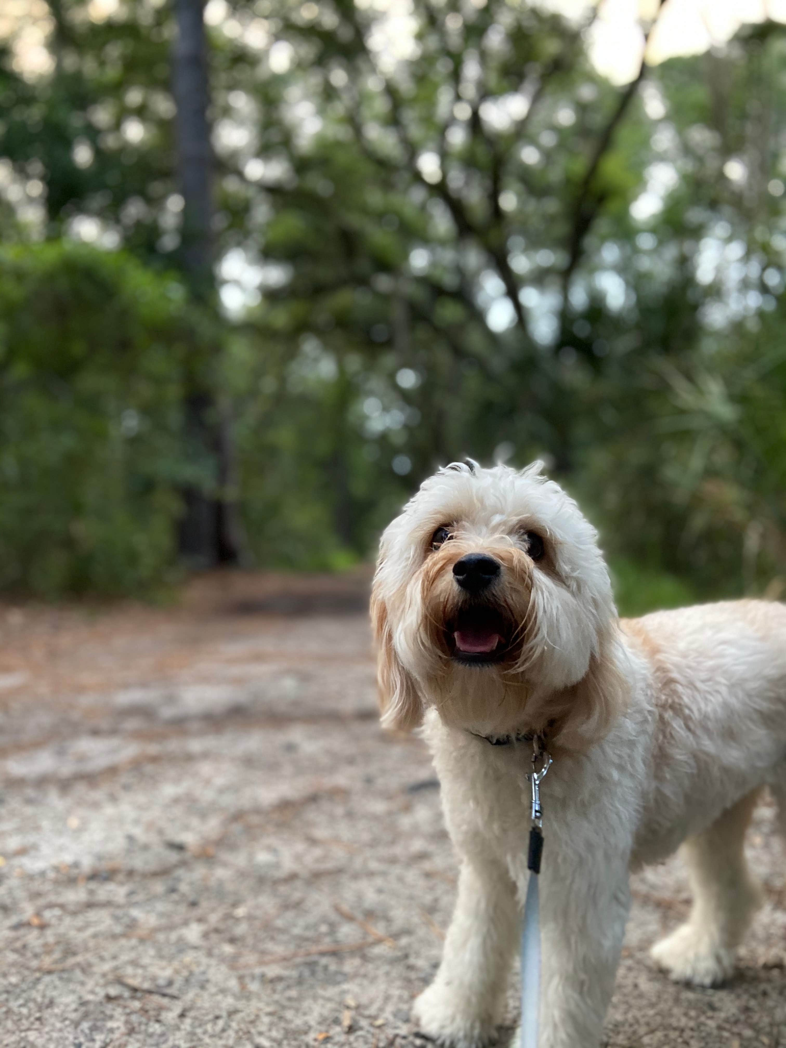 Zach H.'s photo of camping with pets at Skidaway Island State Park Campground near Hilton Head Island, SC
