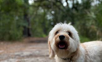 Zach H.'s photo of camping with pets at Skidaway Island State Park Campground near Bluffton, SC