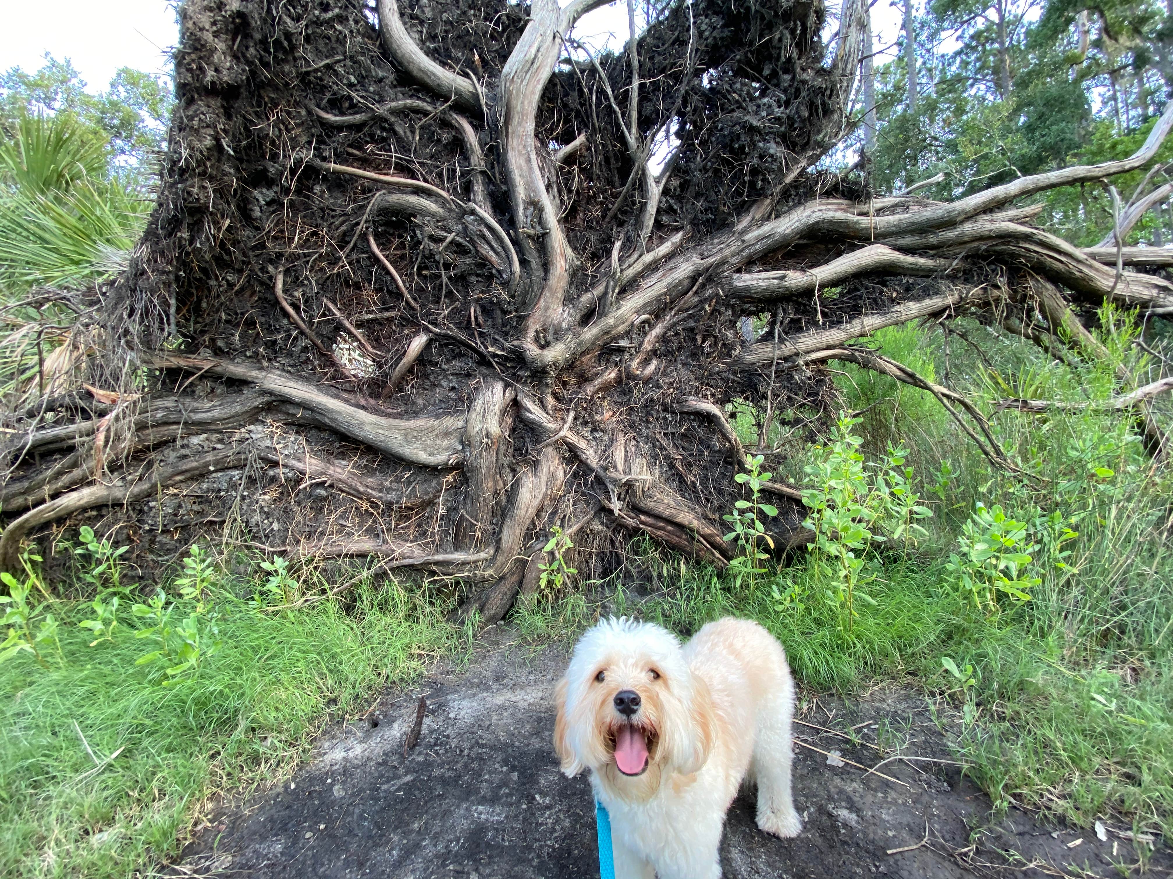 Zach H.'s photo of camping with pets at Skidaway Island State Park Campground near Townsend, GA