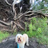 Review photo of Skidaway Island State Park Campground by Zach H., May 29, 2020
