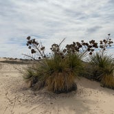 Review photo of Monahans Sandhills State Park by Andrea H., May 29, 2020