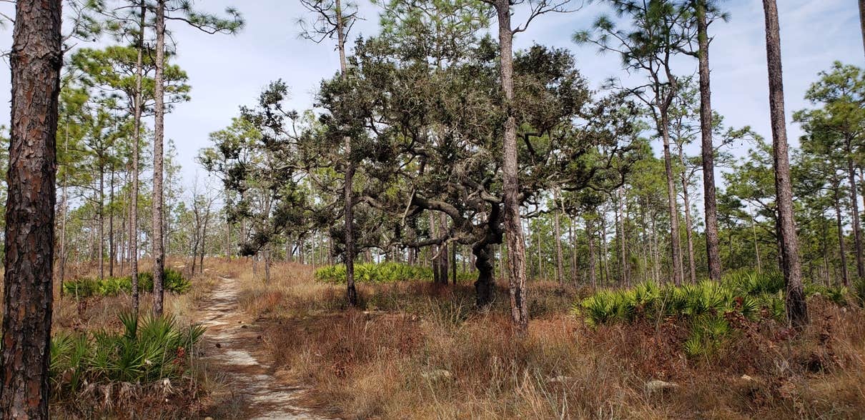 Camper-submitted photo at Croom B Loop Primitive Site near Lake Panasoffkee, FL