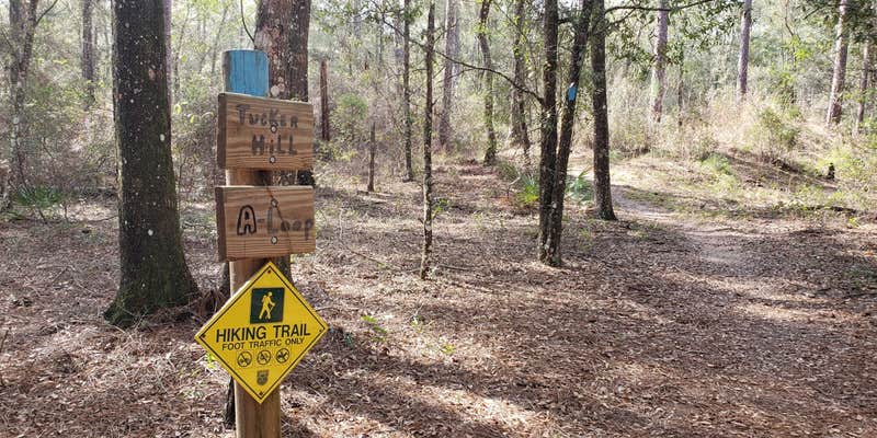 Camper submitted image from Croom B Loop Primitive Site